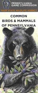Common PA Birds & Mammals